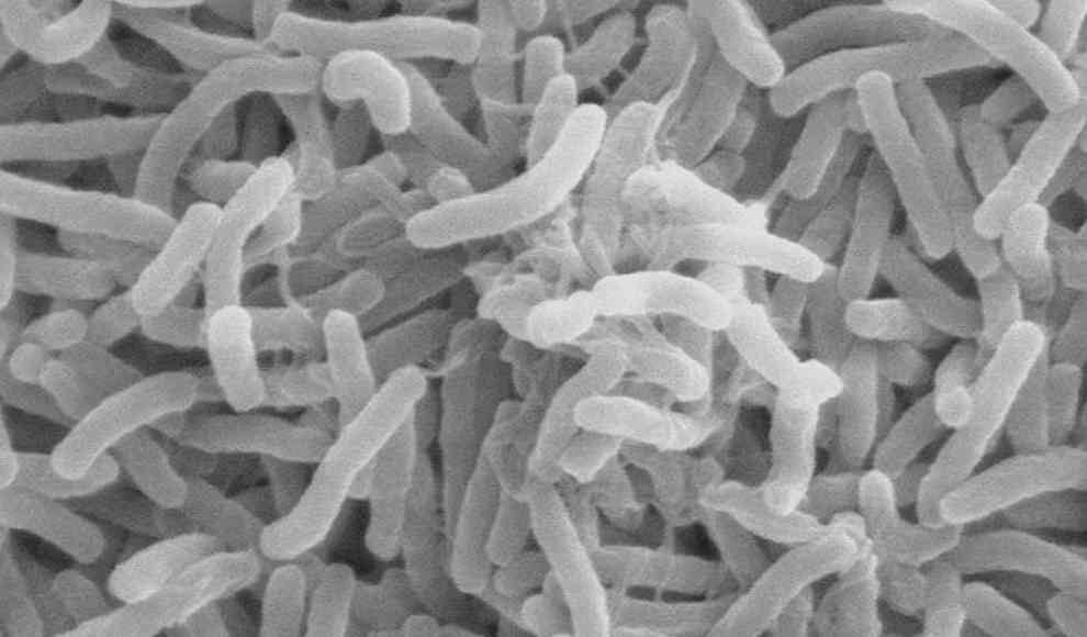 Wie die Schleimhaut vor Bakterien schützt