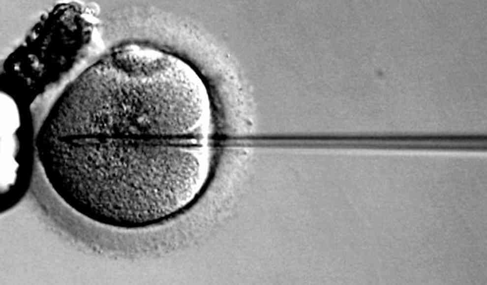 Wissenschaftler erzeugen Embryo mit drei Eltern