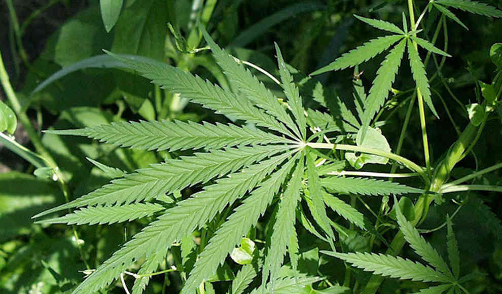 Cannabis verringert das Tumor-Wachstum