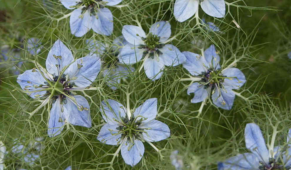 Schwarzkümmelöl hilft bei Arthritis