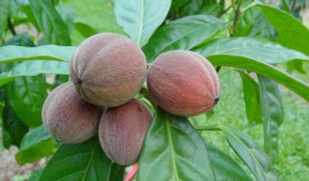 Fountains Blushwood: Regenwaldfrucht tötet Krebs in Minuten