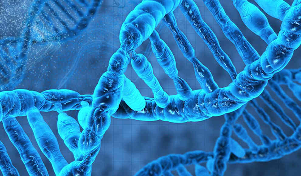 Gene: Intelligenz ist vererblich