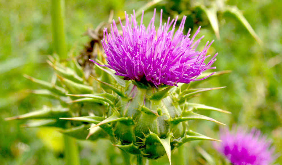 Mit Kurkuma und Mariendistel gegen Darmkrebs