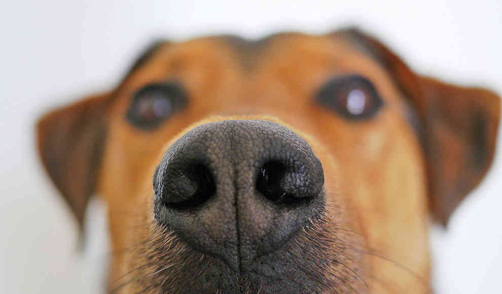 Malaria-Spürhund