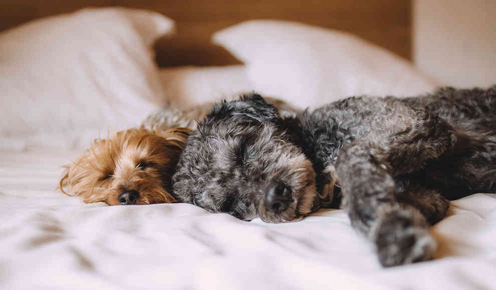 Hund im Schlafzimmer