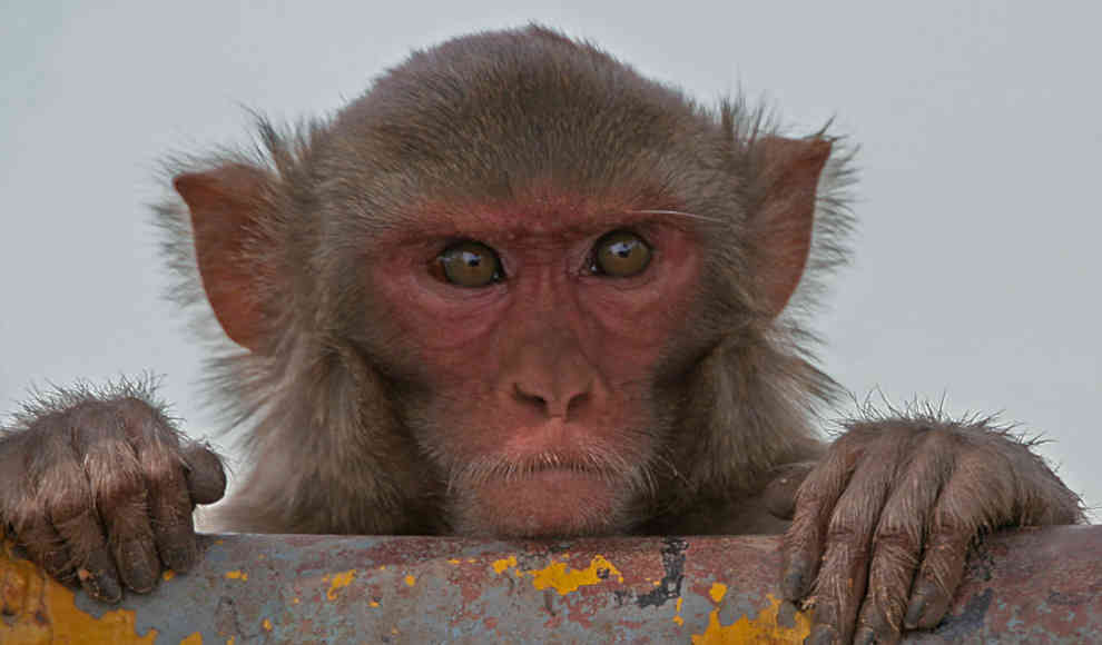 Chinesische Wissenschaftler setzen menschliches Gen in Affenhirn ein