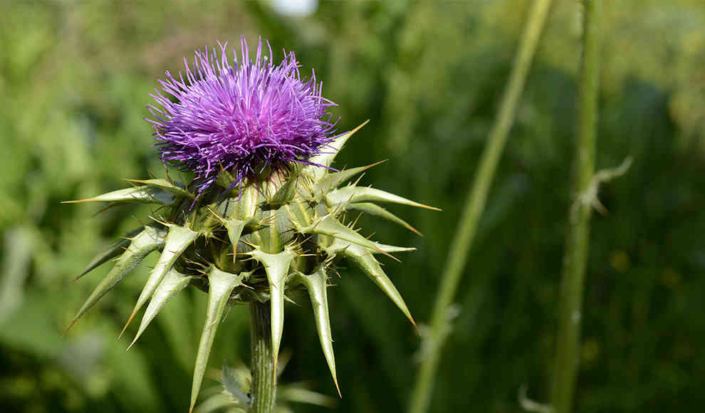 Mariendistel