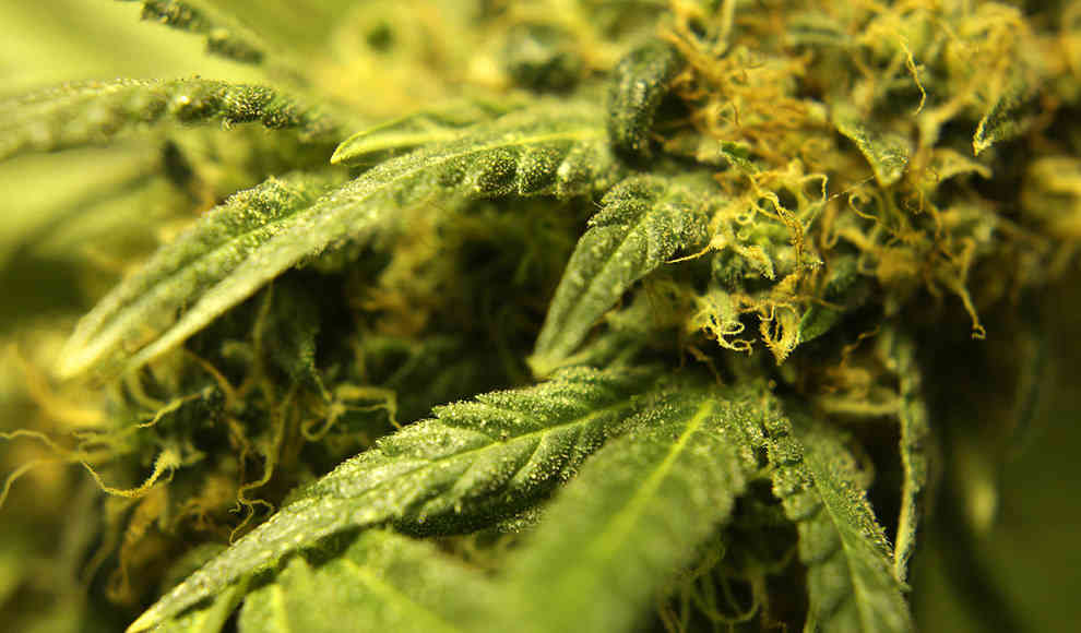 Die WHO empfiehlt die Neuklassifizierung von Cannabis