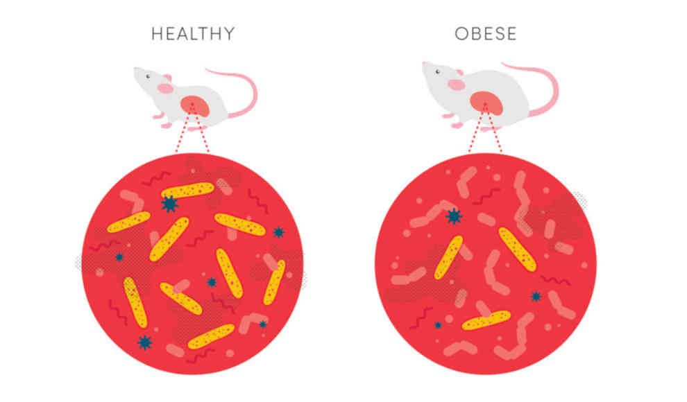 Übergewicht durch schwaches Immunsystem