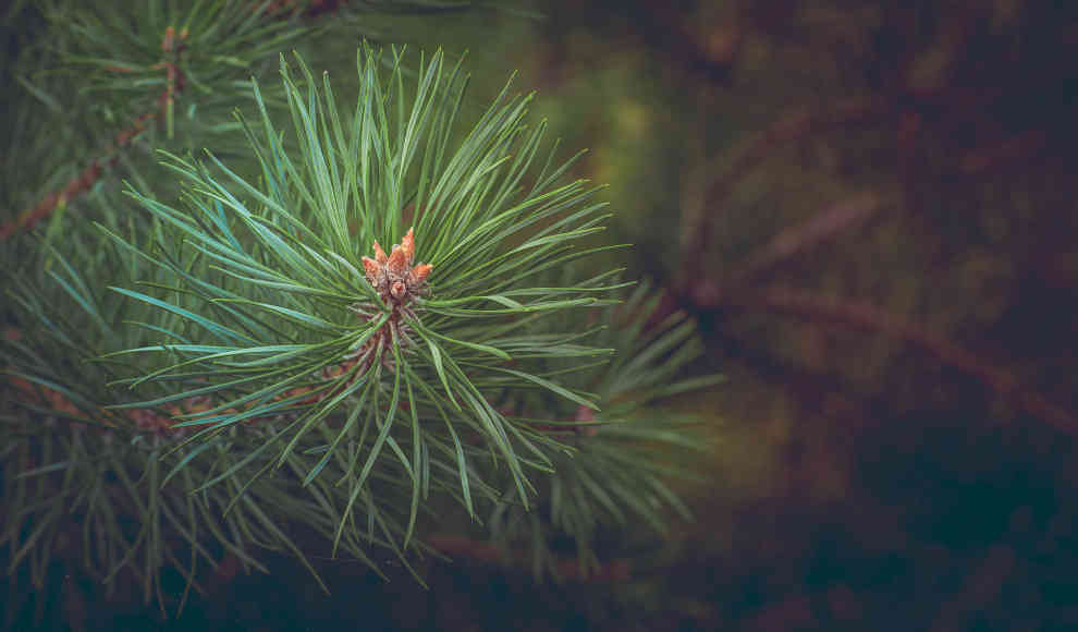 Abies beshanzuensis