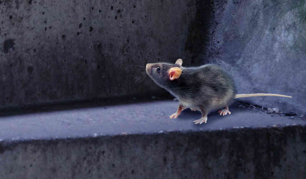 Ratten verbreiten in Städten multiresistente Krankheitserreger 