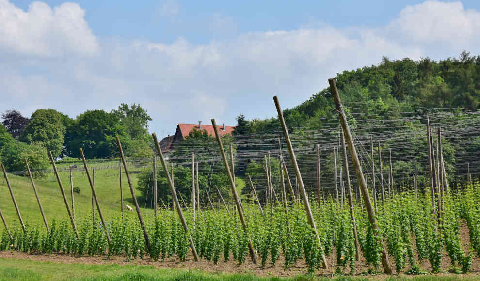 Wundermittel Hopfen