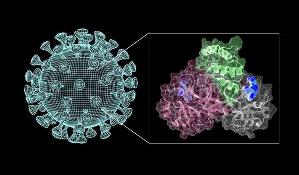 Hauptprotease des Coronavirus (rechts)