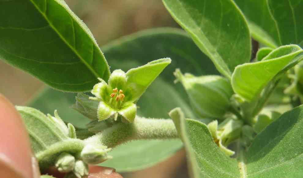 Schlafbeere (Ashwagandha)