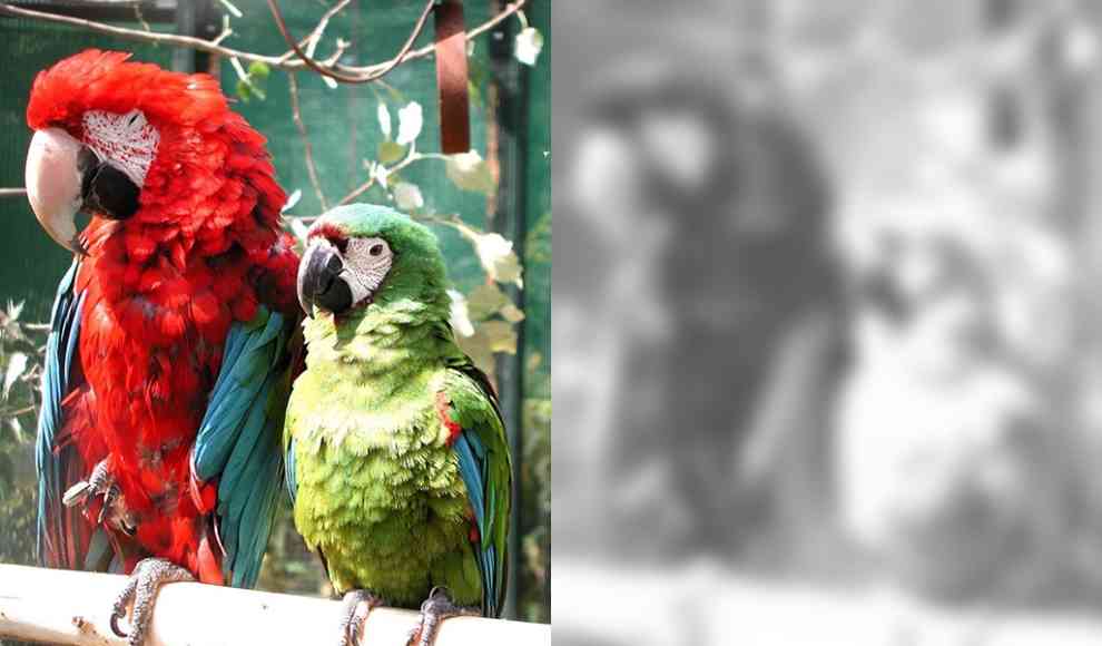 Papageienpärchen für Normalsichtige (links) und für Menschen mit kompletter Farbenblindheit (Achromatopsie) (rechts)