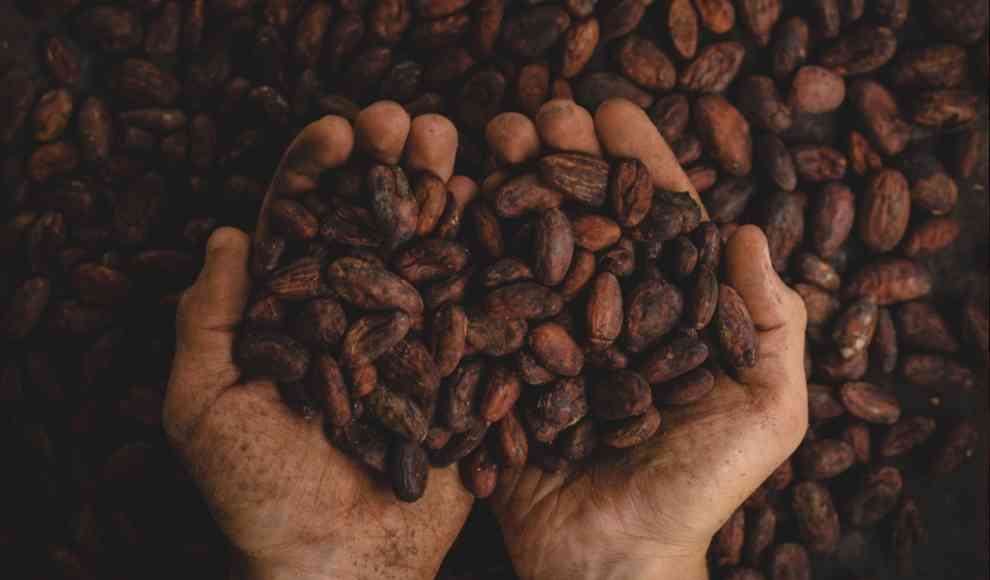 Kaffee ist Hauptquelle für Chlorogensäuren