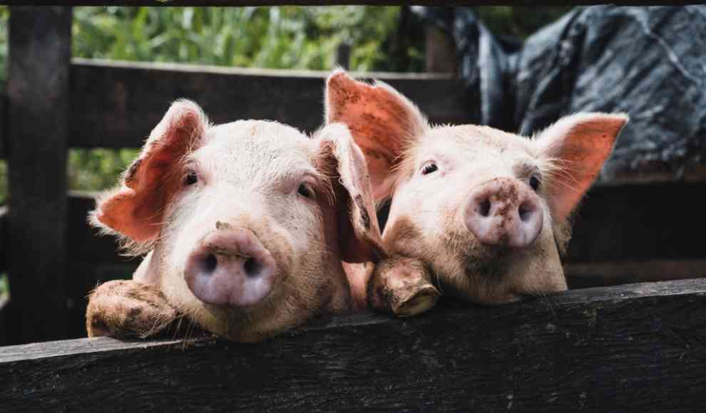 Schweine-Coronavirus SADS-CoV