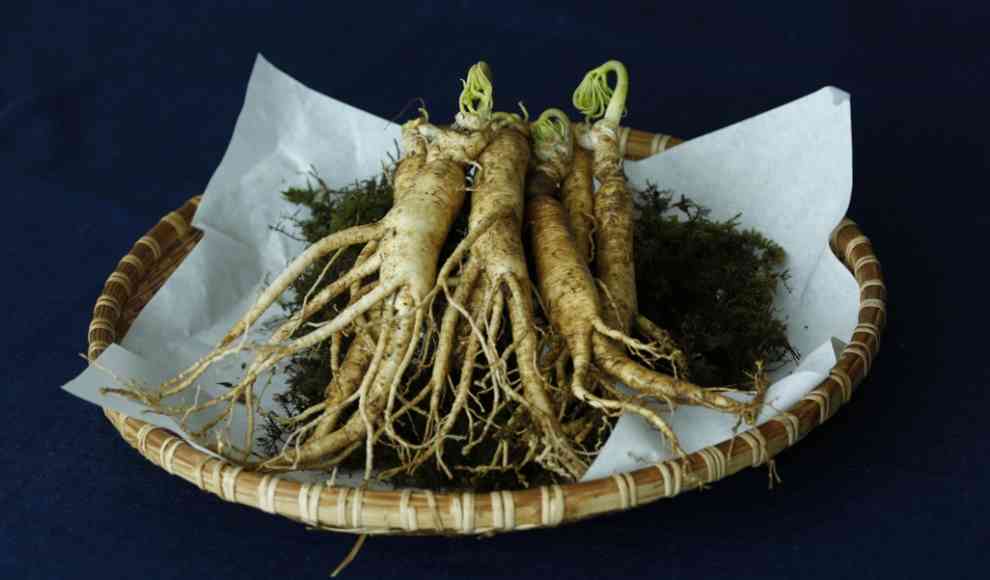 Ginseng 