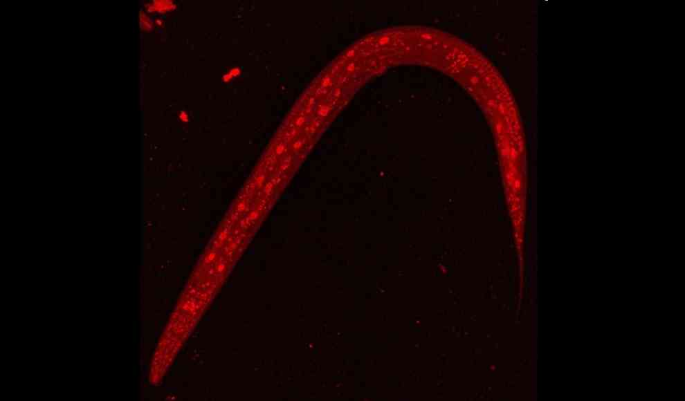Fadenwurm mit rot markiertem Fluoreszenzprotein NHR-66