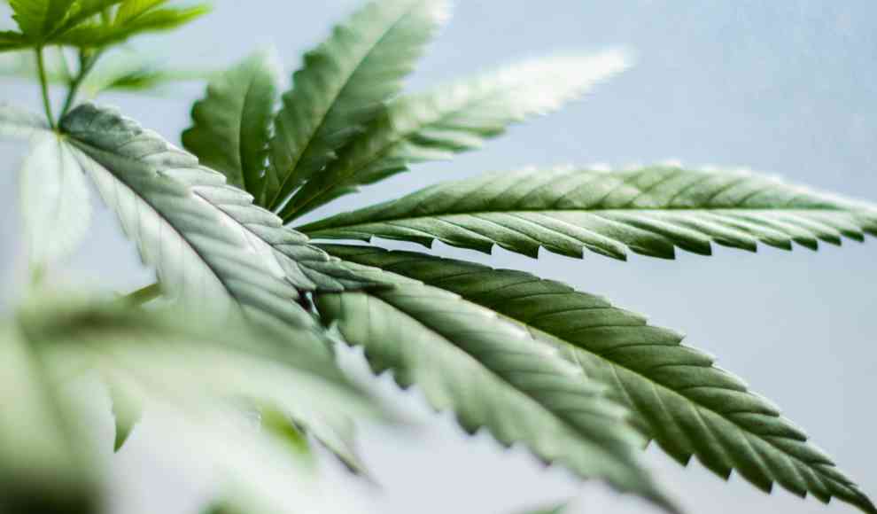 Wirtschaft unterstützt Cannabis-Forschung der Oxford University