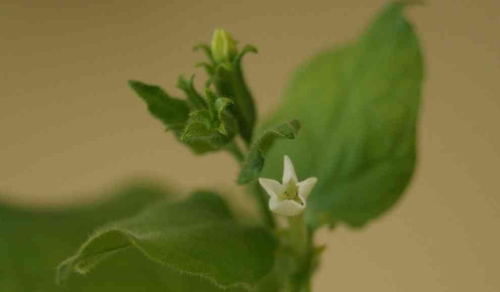 Nicotiana benthamiana als Basis für Covid-19-Impfstoff