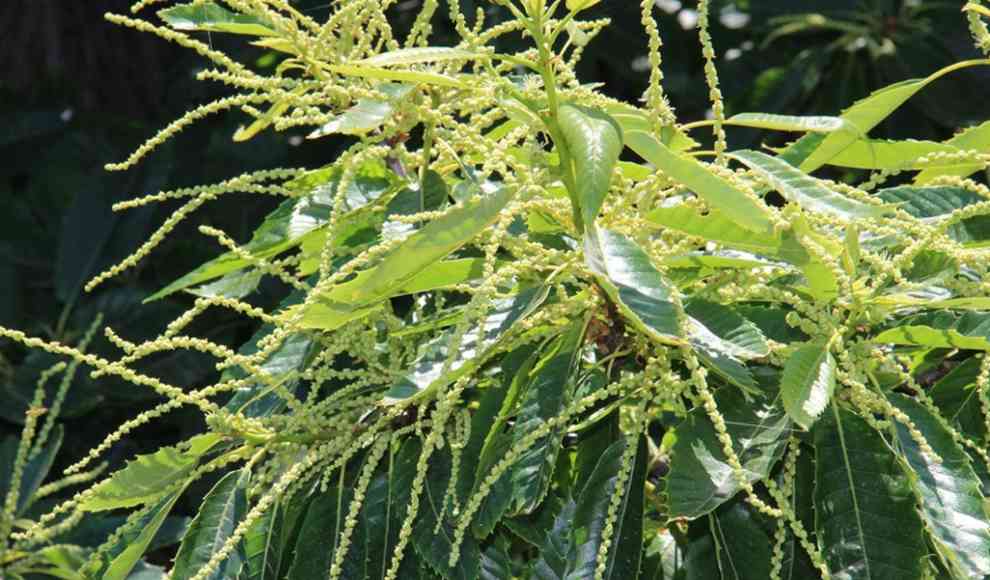 Kastanienblätter (Castanea sativa)