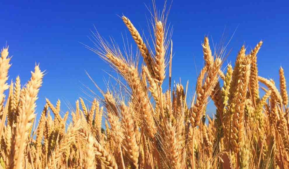 Weizen enthält viel Gluten