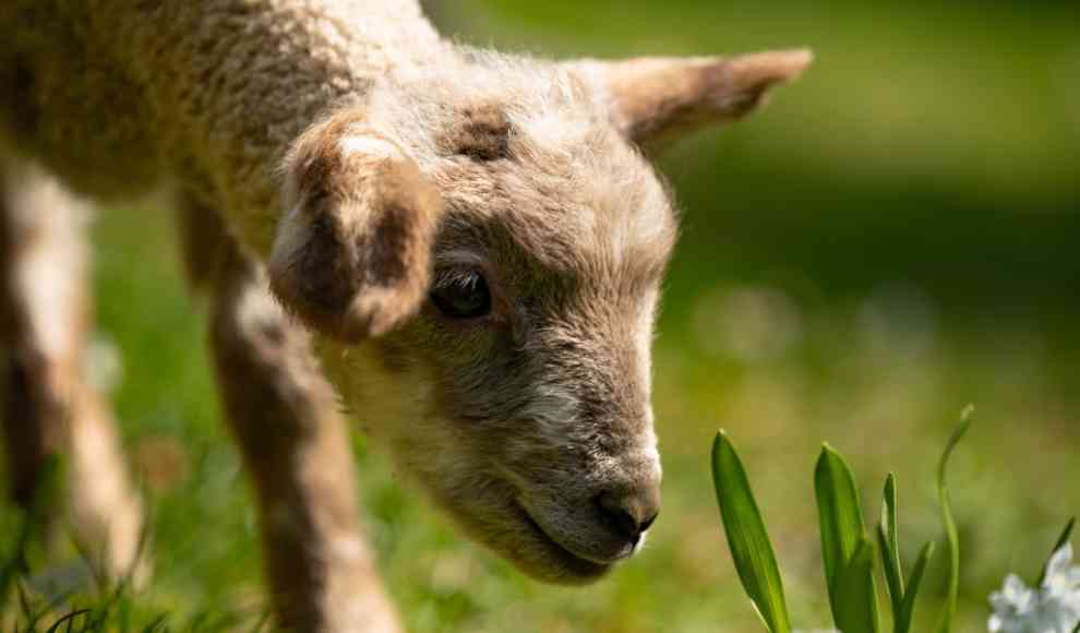 Weniger Antibiotika bei Tieren eingesetzt