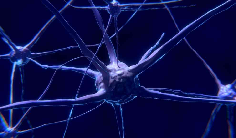 Neuronen des Gehirns