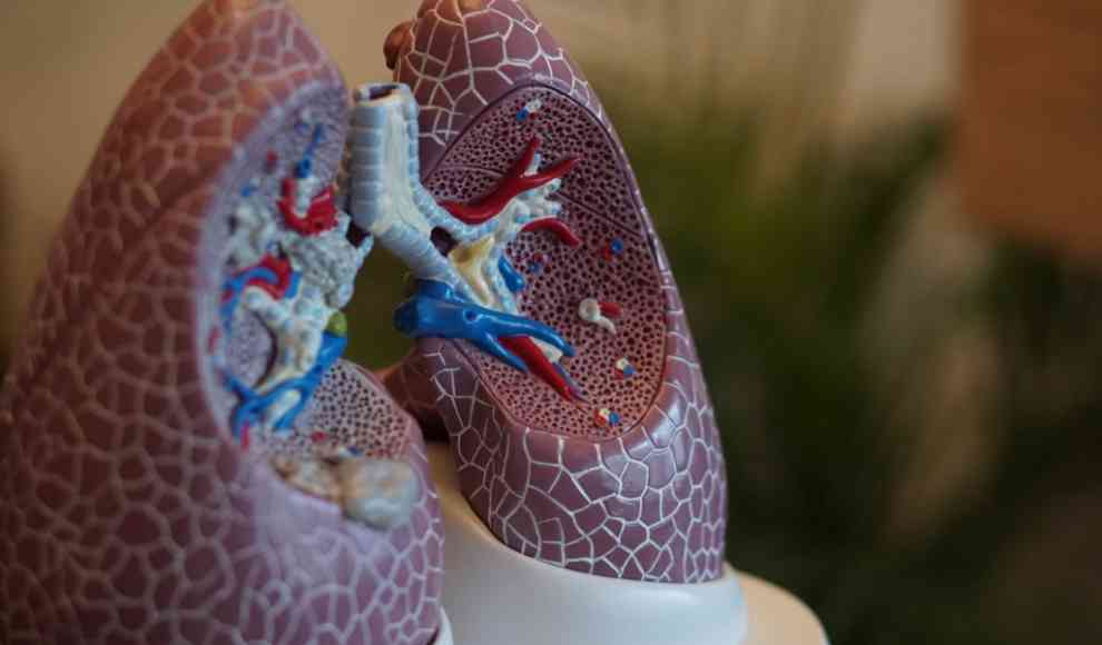 Modell einer gesunden Lunge