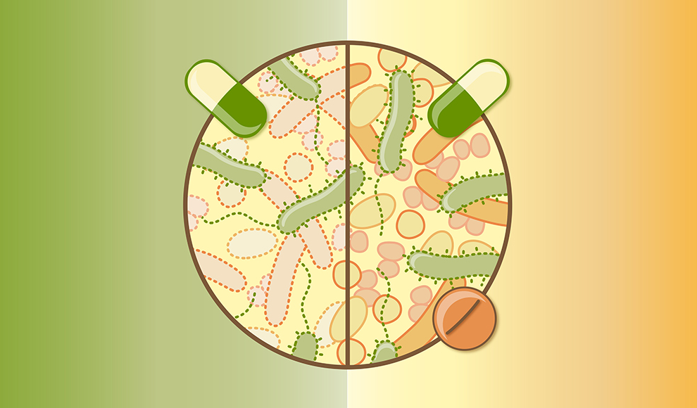 Darmmikrobiom wird mit Gegenmittel vor Nebenwirkungen von Antibiotika geschützt