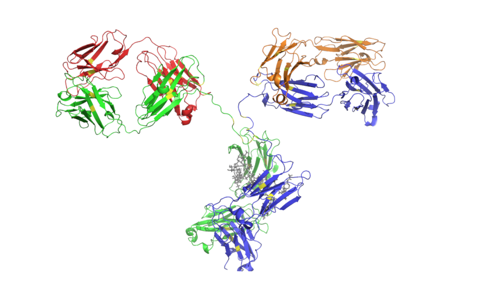 IgG3-Antikörper gegen SARS-CoV-2