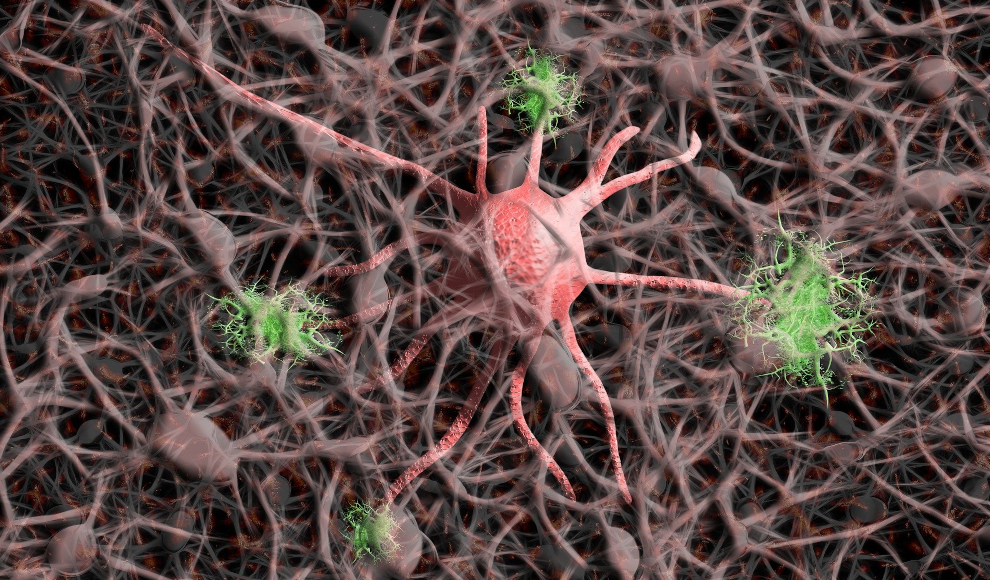 Gehirnzellen (Neuronen)