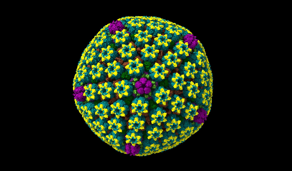 Herpes Simplex Virus