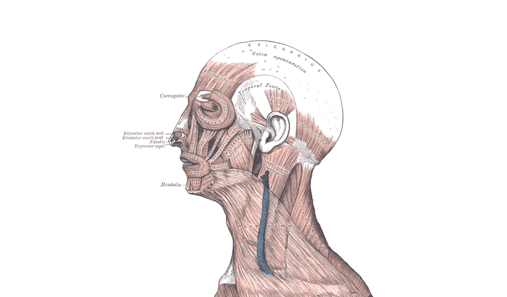 Muskeln im Gesicht des Menschen