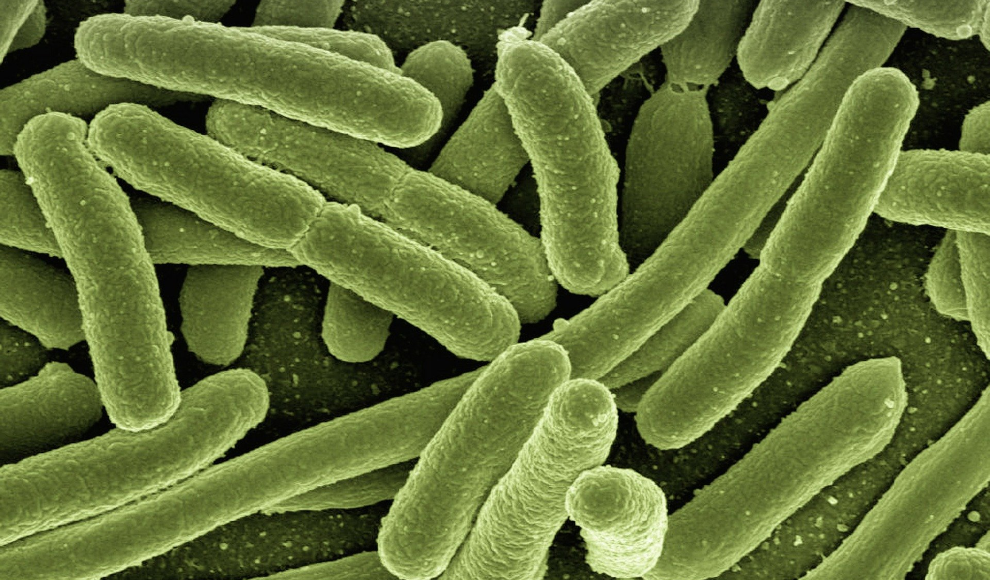 Multiresistente Bakterien