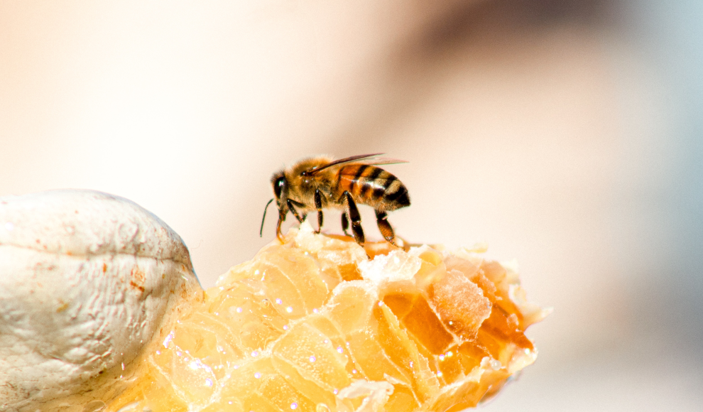 Honig als natürliches Heilmittel