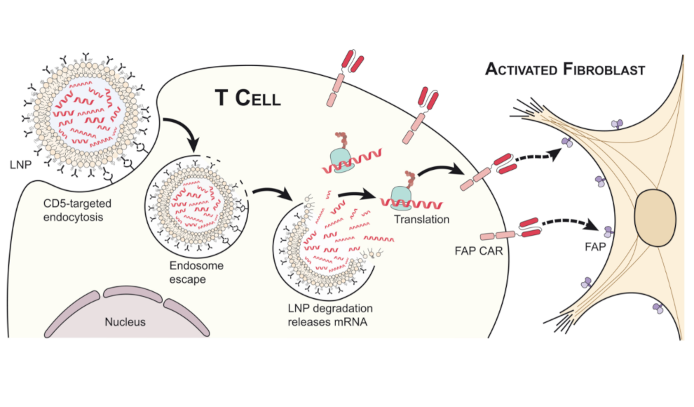 CAR-T-Zell-Therapie mittels mrNA