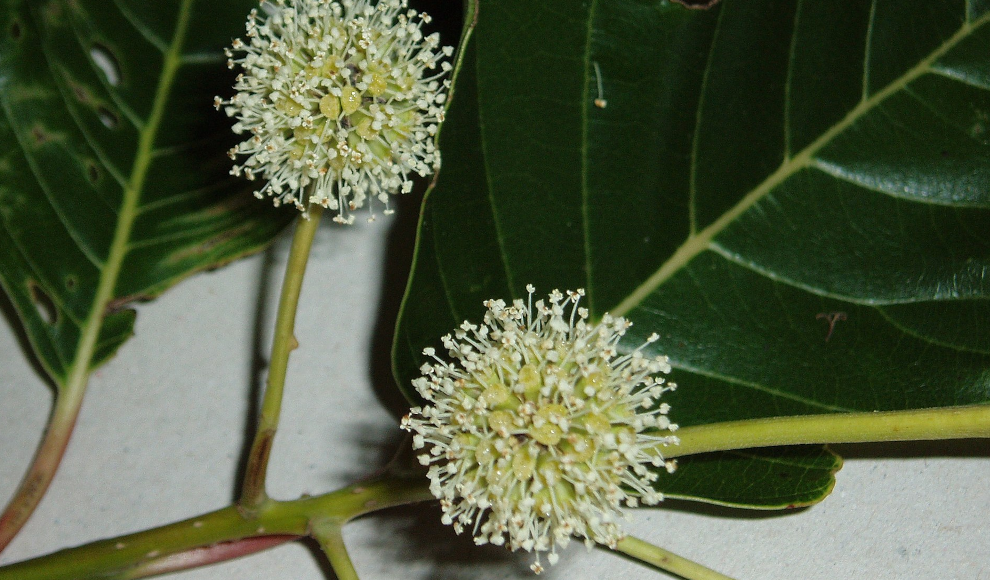 Blut und Blüten des Chinesischen Glücksbaums (Camptotheca acuminata) 