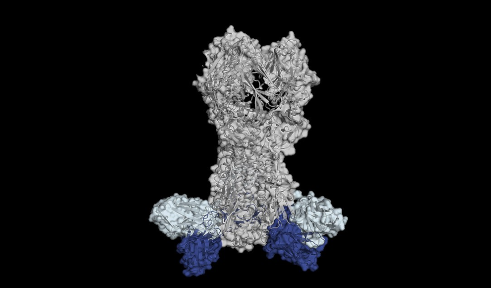 Hemagglutinin mit den Antikörpern gebunden (blau)