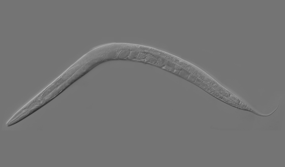 Fadenwurm (Caenorhabditis elegans) erleichtert Krebsdiagnose