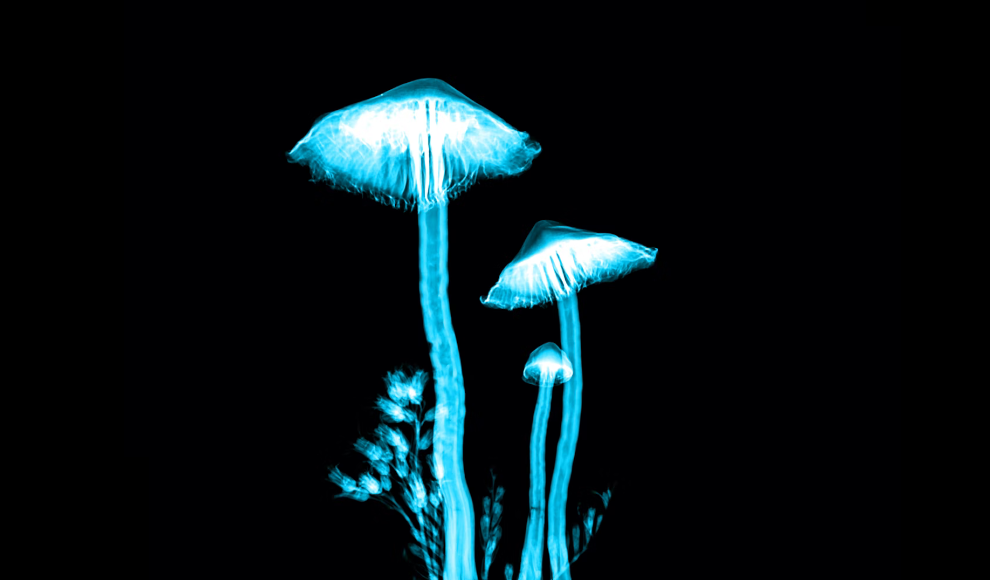 Zauberpilze (Magic Mushrooms)