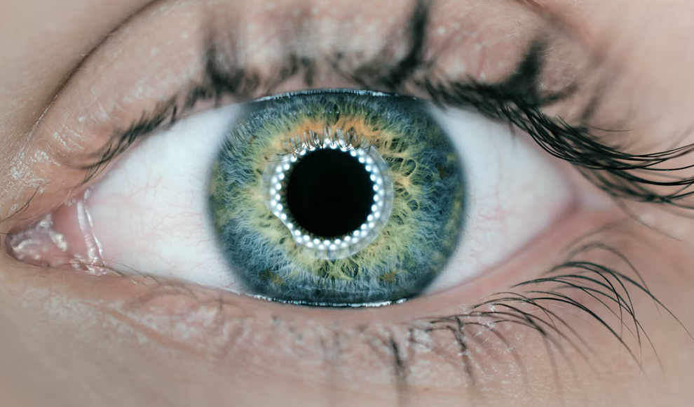 Photorezeptorzellen der Augen