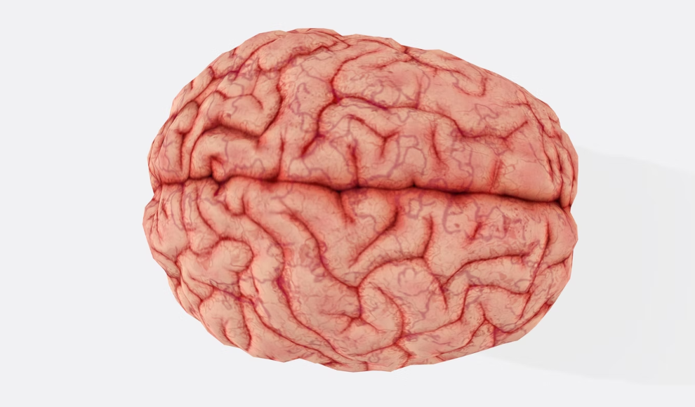 Gehirn des Menschen 