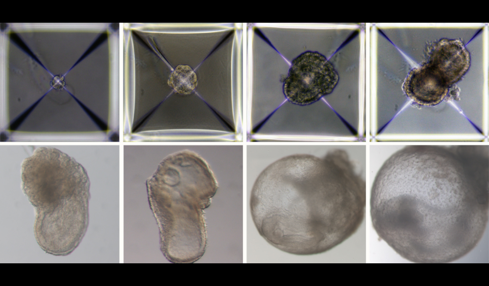 Entwicklung eines künstlichen Embryos von Tag 1 (oben links) bis Tag 8 (unten rechts)