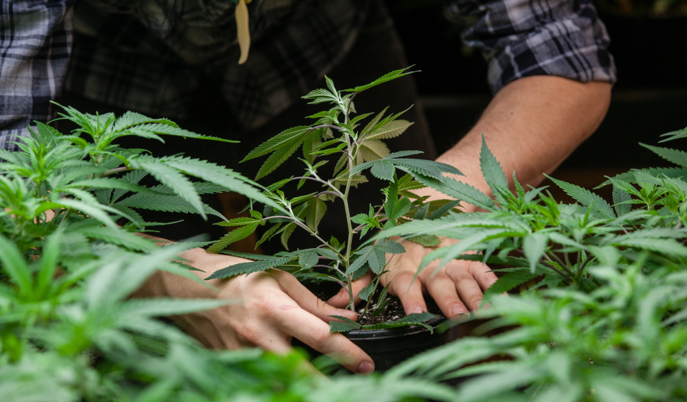 Legaler Cannabisanbau in den U.S.A.
