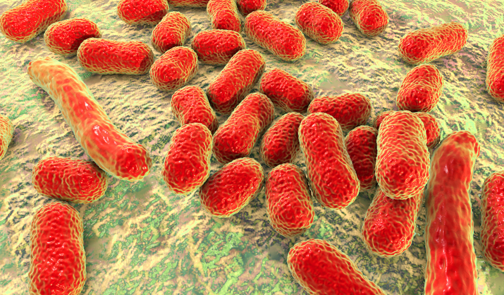 Multiresistentes Bakterium Acinetobacter baumannii