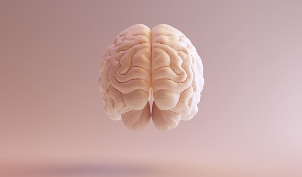 Gehirn des Menschen beeinflusst die Gedächtnisleistung 