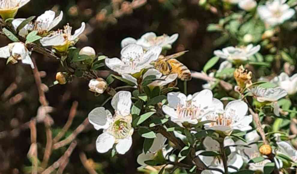 Wissenschaft stärkt Ruf von Manuka Honig