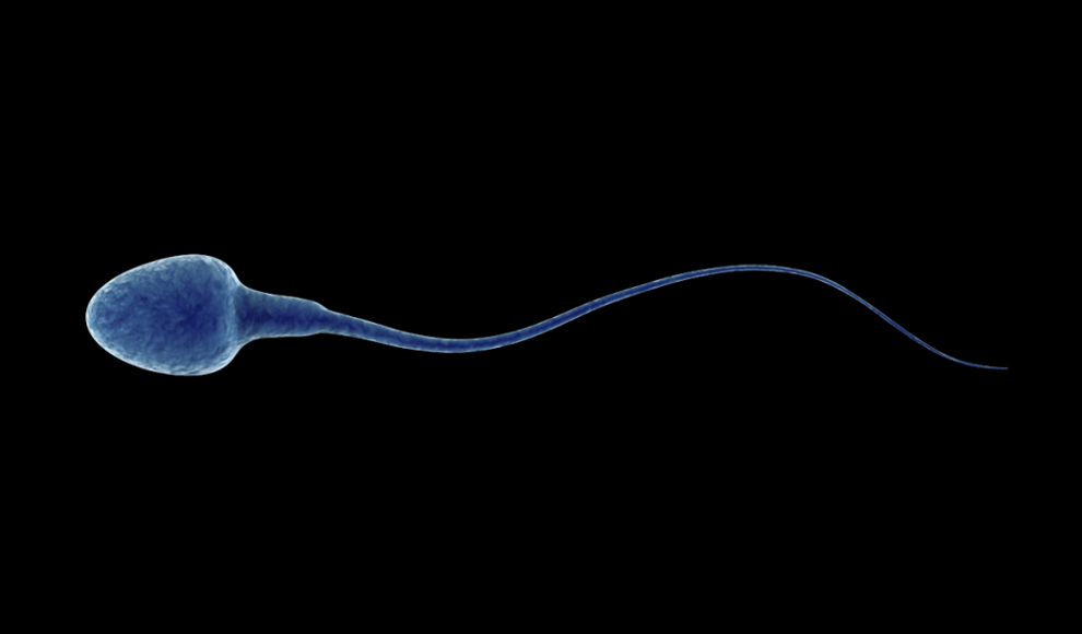 Mikrobiom beeinflusst Mobilität von Spermien